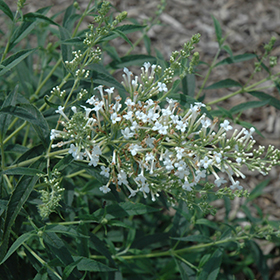 Plant Photo 8