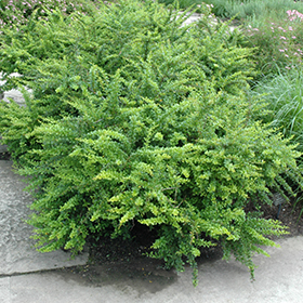 Plant Photo 6