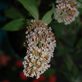 Plant Photo 9