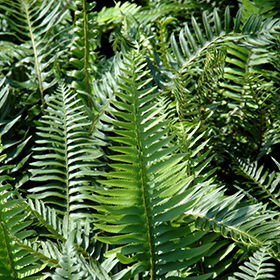 Fern Photo