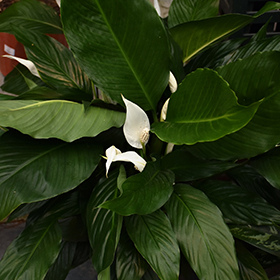 Plant Photo 9