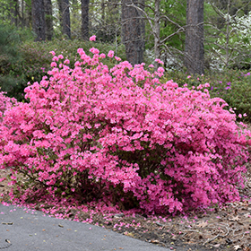 Rhododendron and Azalea Photo