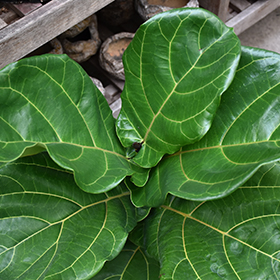 Houseplant Photo