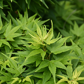 Japanese Maple Photo