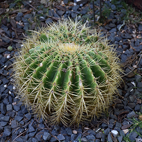 Bunny Ears Cactus - Heeman's