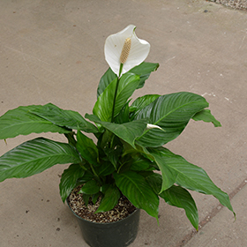 Plant Photo 6