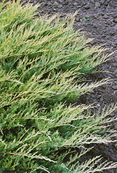 Broadmoor Juniper (Juniperus sabina 'Broadmoor') at The Mustard Seed