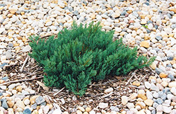 Blue Forest Juniper (Juniperus sabina 'Blue Forest') at A Very Successful Garden Center