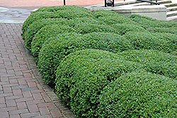 Chicagoland Green Boxwood (Buxus 'Glencoe') at The Mustard Seed