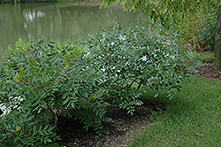 Shining Sumac (Rhus copallinum) at A Very Successful Garden Center