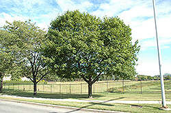 Norway Maple (Acer platanoides) at The Mustard Seed