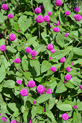 Lil' Forest Plum Bachelor Button (Gomphrena 'SAKGOM004') at Mainescape Nursery