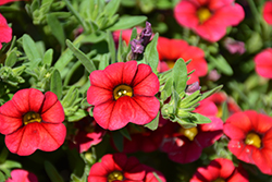 Calipetite Red Calibrachoa (Calibrachoa 'Calipetite Red') at A Very Successful Garden Center