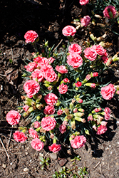 Fruit Punch Classic Coral Pinks (Dianthus 'Classic Coral') at Golden Acre Home & Garden
