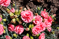 Fruit Punch Classic Coral Pinks (Dianthus 'Classic Coral') at Golden Acre Home & Garden