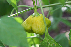 Mad Hatter Pepper (Capsicum baccatum 'Mad Hatter') at Golden Acre Home & Garden