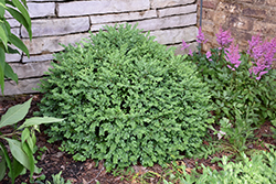 Chicagoland Green Boxwood (Buxus 'Glencoe') at The Mustard Seed