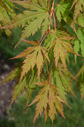 North Wind Japanese Maple (Acer 'IsINW') at The Mustard Seed