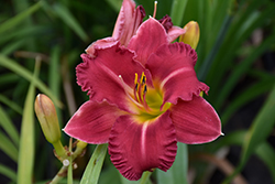 Earlybird Cardinal Daylily (Hemerocallis 'Endless Heart') at Golden Acre Home & Garden