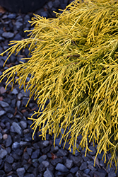 Golden Charm Falsecypress (Chamaecyparis pisifera 'Golden Charm') at The Mustard Seed