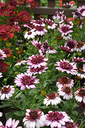 4D Berry White African Daisy (Osteospermum 'KLEOE15257') at A Very Successful Garden Center