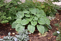 Humpback Whale Hosta (Hosta 'Humpback Whale') at A Very Successful Garden Center