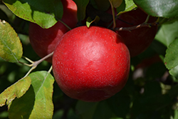 Haralred Apple (Malus 'Haralred') at A Very Successful Garden Center