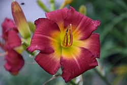 Earlybird Cardinal Daylily (Hemerocallis 'Endless Heart') at Golden Acre Home & Garden