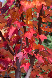 Prairie Rouge Red Maple (Acer rubrum 'Jefrouge') at A Very Successful Garden Center