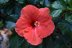 Tradewinds Tortuga Wind Hibiscus (Hibiscus rosa-sinensis 'Tortuga Wind') at A Very Successful Garden Center