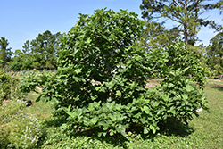 Brown Turkey Fig (Ficus carica 'Brown Turkey') at A Very Successful Garden Center