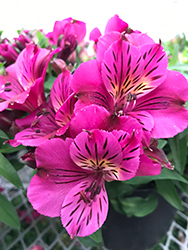 Colorita Louise Alstroemeria (Alstroemeria 'Zaprilou') at A Very Successful Garden Center