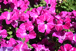 Headliner Enchanted Sky Petunia (Petunia 'KLEPH20580') at A Very Successful Garden Center