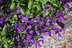 Vibe Ignition Purple Sage (Salvia x jamensis 'Ignition Purple') at A Very Successful Garden Center