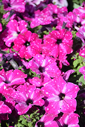 Headliner Enchanted Sky Petunia (Petunia 'KLEPH20580') at A Very Successful Garden Center