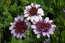 4D Berry White African Daisy (Osteospermum 'KLEOE15257') at A Very Successful Garden Center