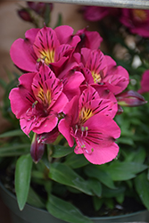 Colorita Louise Alstroemeria (Alstroemeria 'Zaprilou') at A Very Successful Garden Center