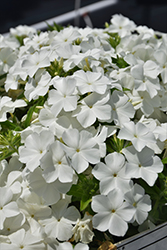 Intensia White Annual Phlox (Phlox 'DPHLOX866') at A Very Successful Garden Center