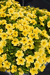 Calipetite Yellow Calibrachoa (Calibrachoa 'Calipetite Yellow') at A Very Successful Garden Center