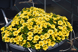 Calipetite Yellow Calibrachoa (Calibrachoa 'Calipetite Yellow') at A Very Successful Garden Center