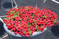 Calipetite Red Calibrachoa (Calibrachoa 'Calipetite Red') at A Very Successful Garden Center