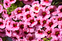 Superbells Strawberry Punch Calibrachoa (Calibrachoa 'USCAL58205') at Mainescape Nursery