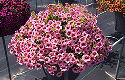 Superbells Strawberry Punch Calibrachoa (Calibrachoa 'USCAL58205') at Mainescape Nursery