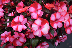 Infinity Blushing Crimson New Guinea Impatiens (Impatiens hawkeri 'Kiamuna') at Mainescape Nursery