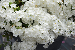 Intensia White Annual Phlox (Phlox 'DPHLOX866') at A Very Successful Garden Center