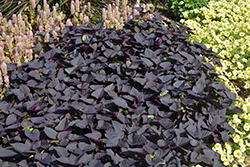 Sweet Caroline Sweetheart Jet Black Sweet Potato Vine (Ipomoea batatas 'NCORNSP-021SHJB') at Mainescape Nursery