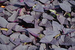 Sweet Caroline Sweetheart Jet Black Sweet Potato Vine (Ipomoea batatas 'NCORNSP-021SHJB') at Mainescape Nursery