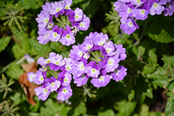 Superbena Sparkling Amethyst Verbena (Verbena 'VEAZ0019') at Mainescape Nursery