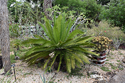 Chestnut Dioon (Dioon edule) at A Very Successful Garden Center