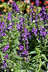 Angelface Super Blue Angelonia (Angelonia angustifolia 'Angelface Super Blue') at A Very Successful Garden Center